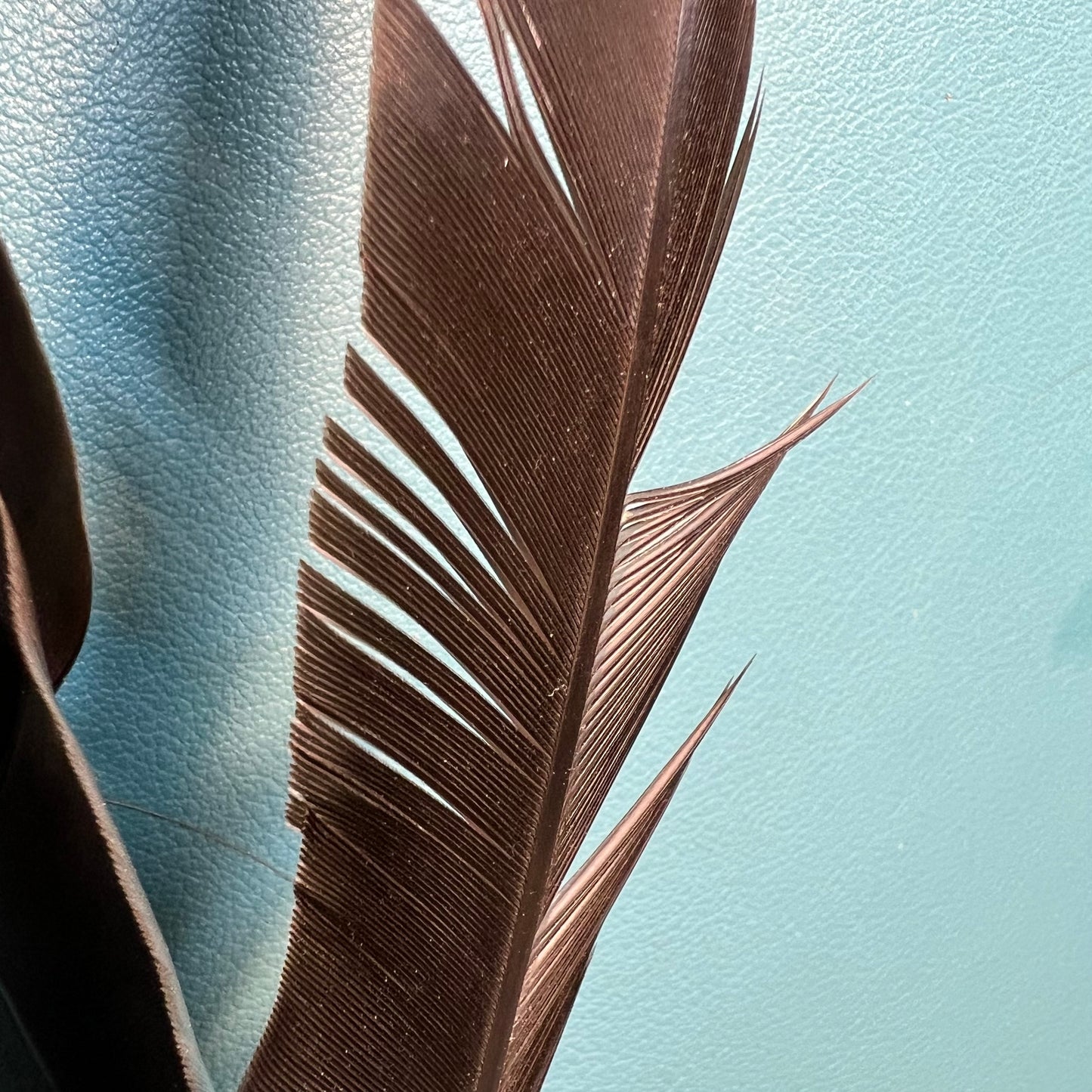 Natural Canada Goose Biot Quills