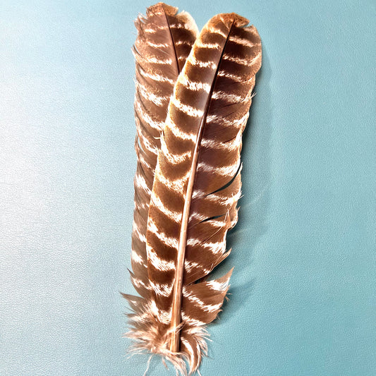 Ozark Barred Turkey Quills