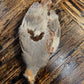 Premium Rolled Hungarian Partridge Hides