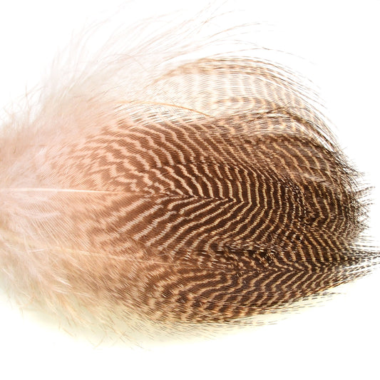 Gadwall Flank