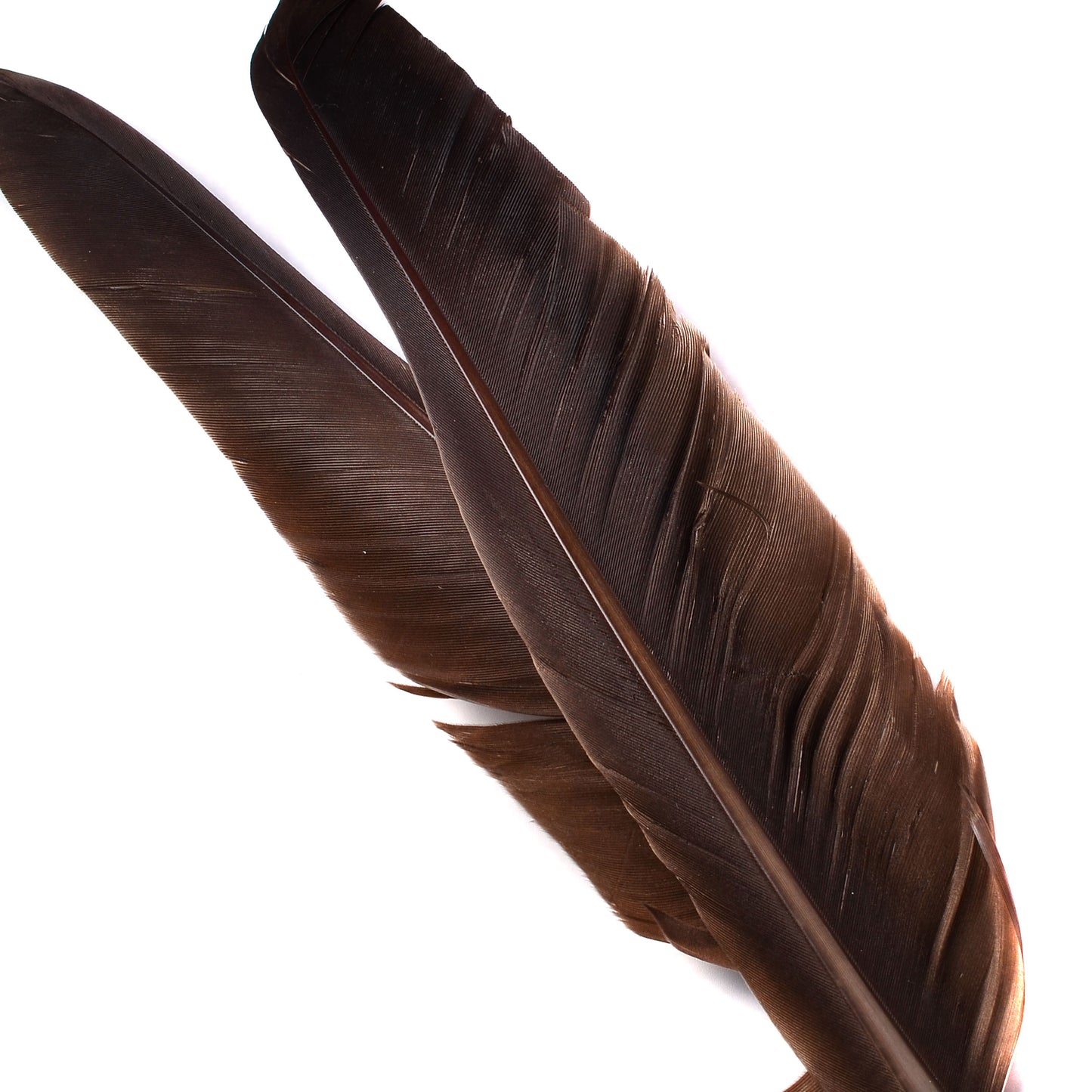 Goose Quills