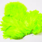 Whiting Rooster Soft Hackle with Chickabou