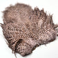 Whiting Rooster Soft Hackle with Chickabou