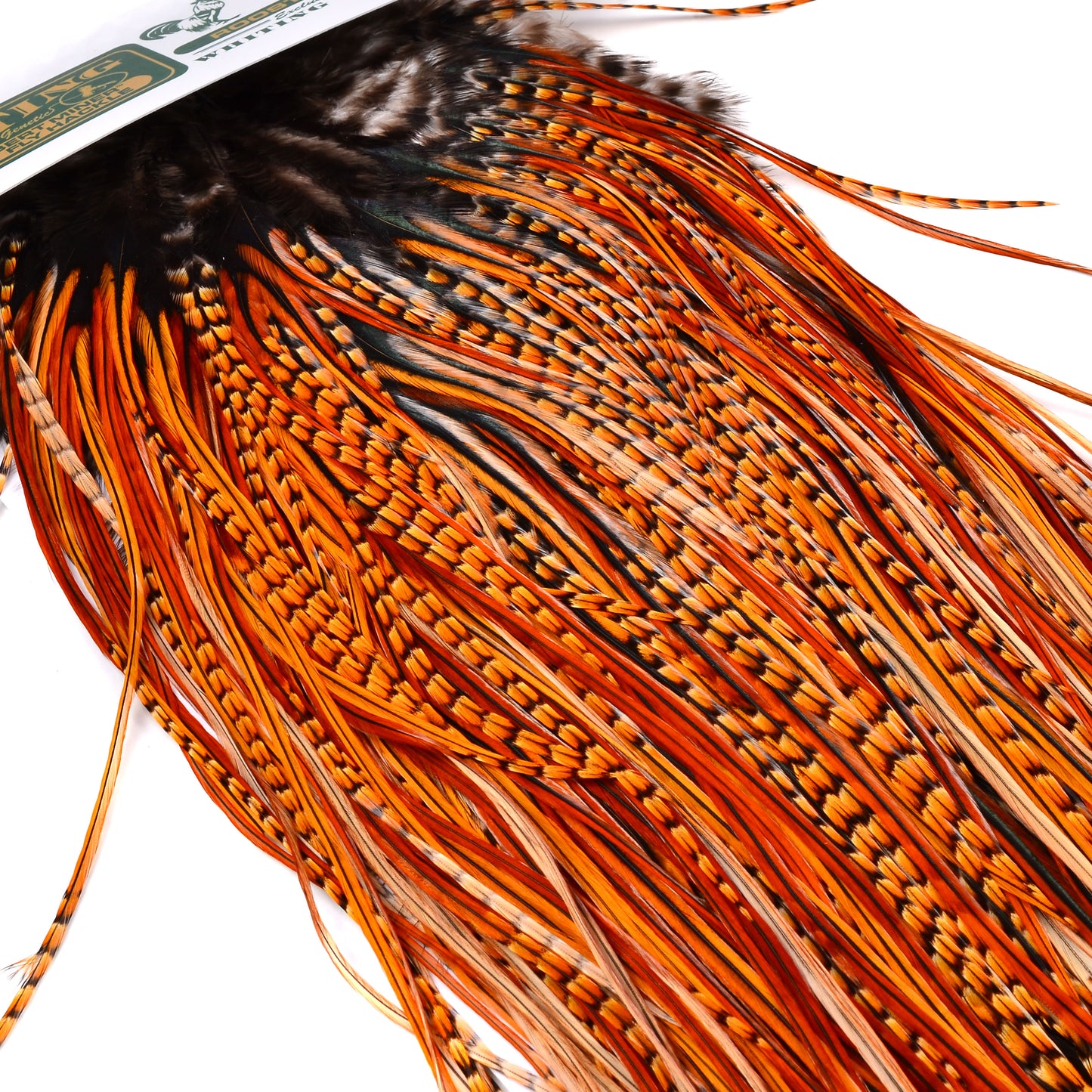 Hebert Bronze Grade Saddle Cree
