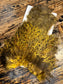 Whiting CDL Rooster Soft Hackle with Chickabou