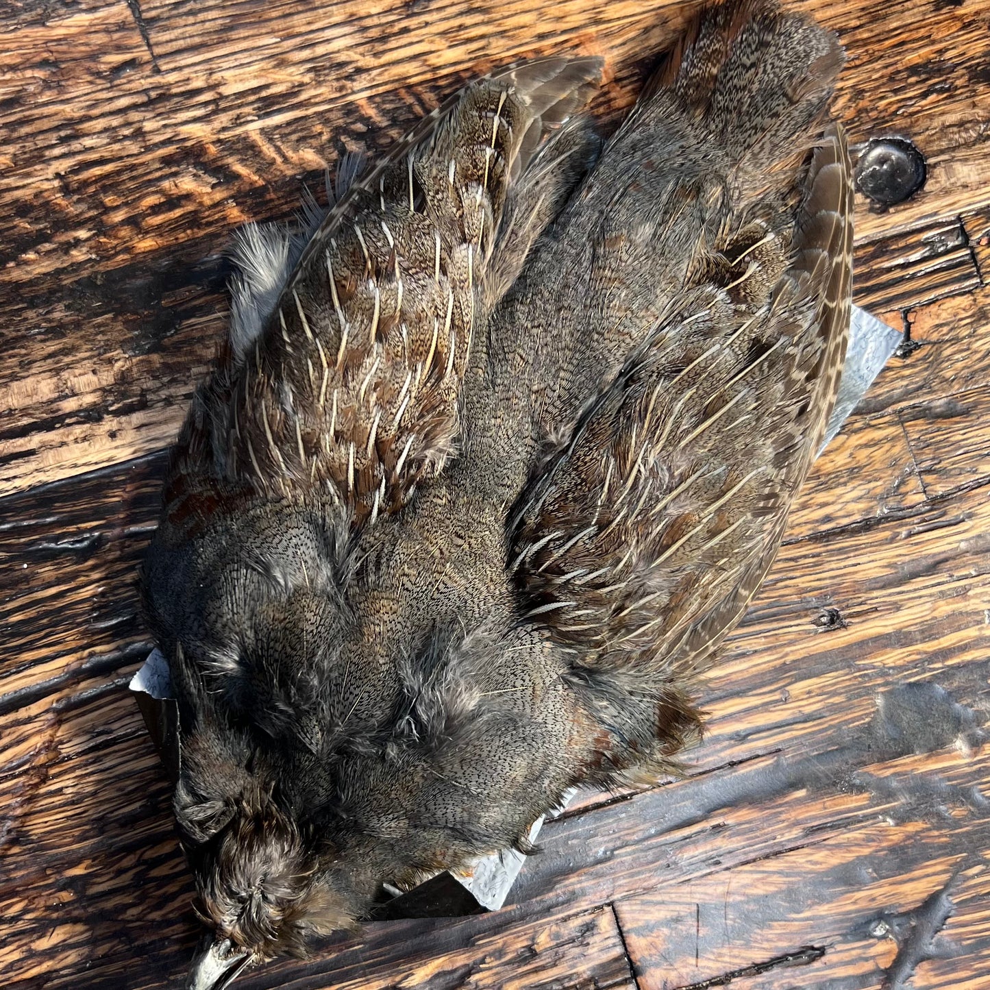 spent fly fishing hungarian partridge skin