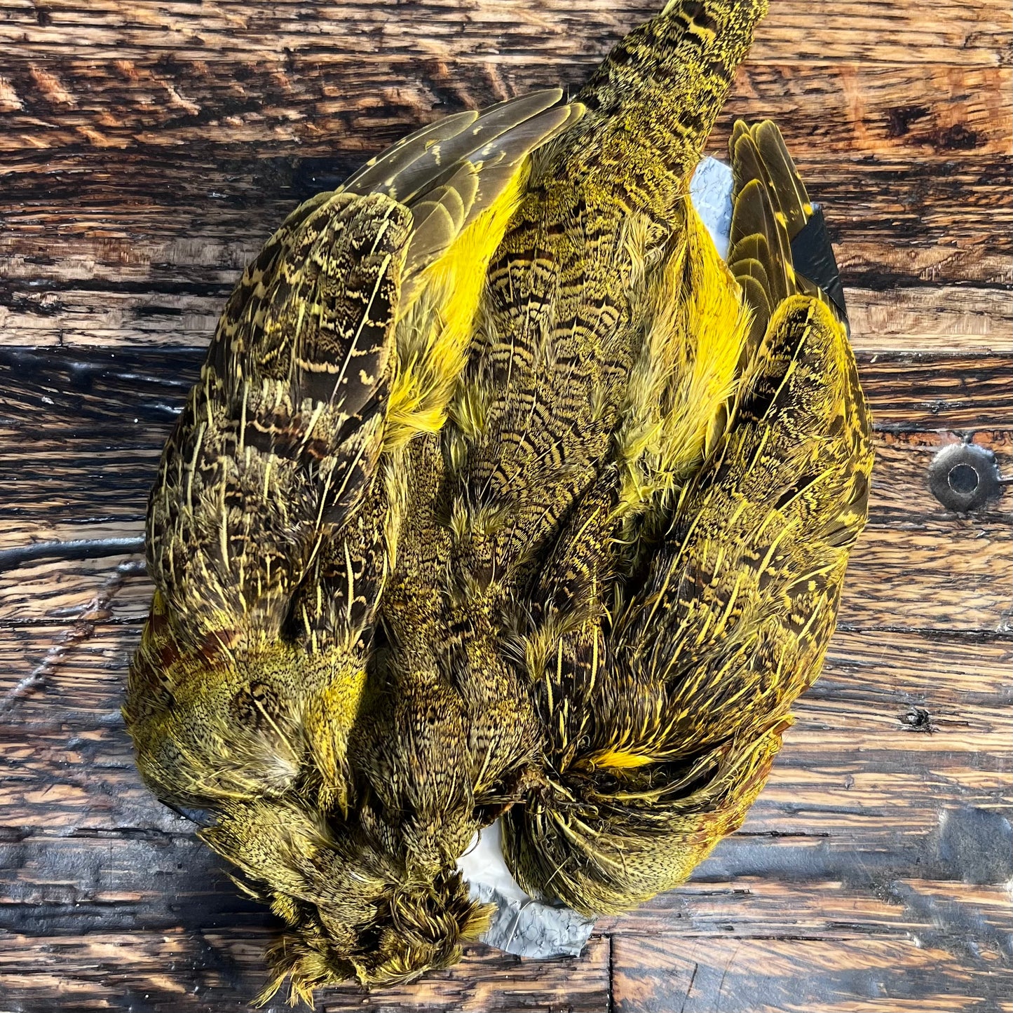 spent fly fishing hungarian partridge skin