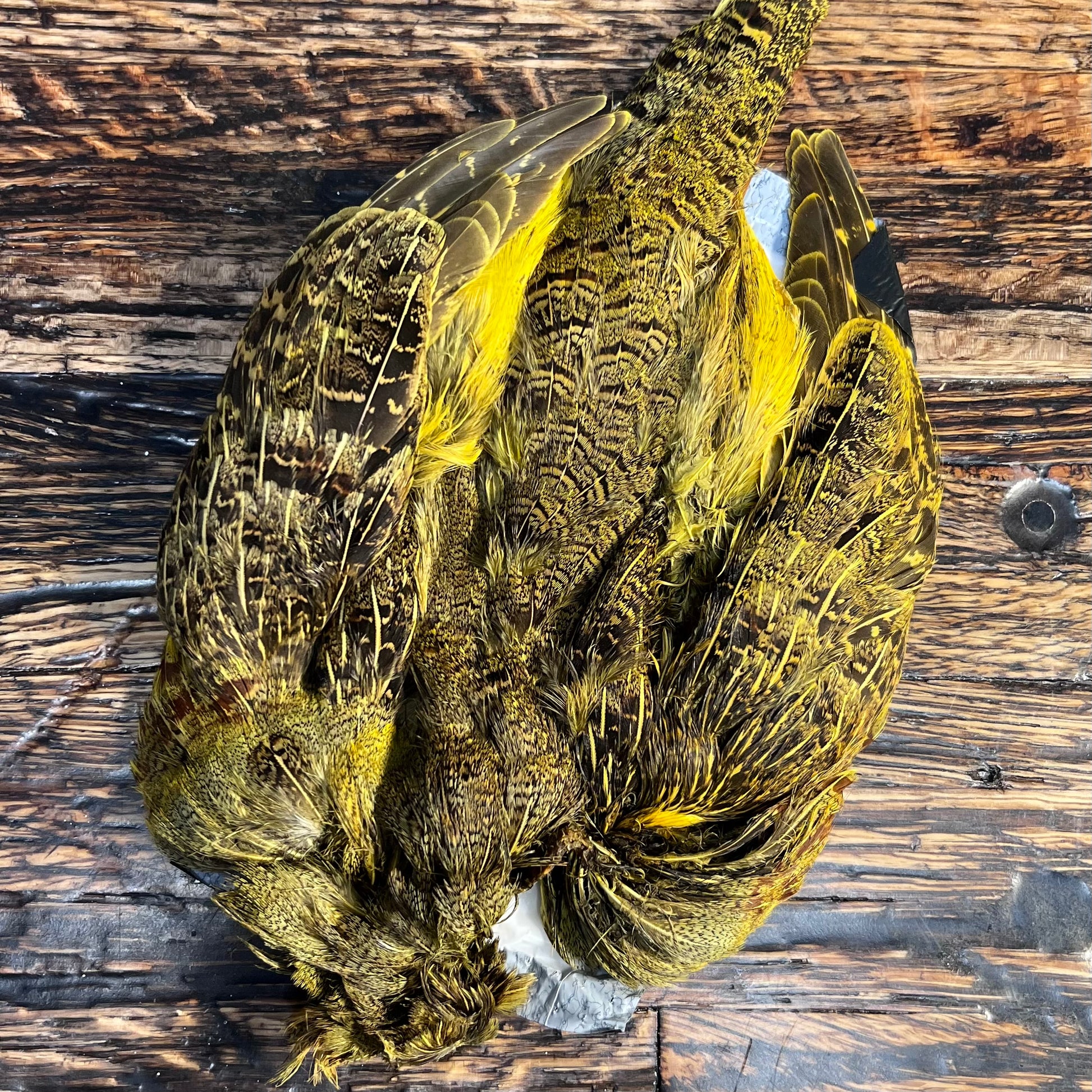 spent fly fishing hungarian partridge skin