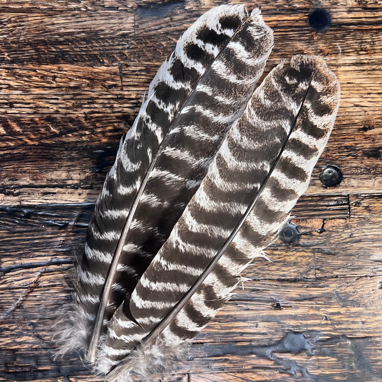 spent fly fishing natural turkey quills
