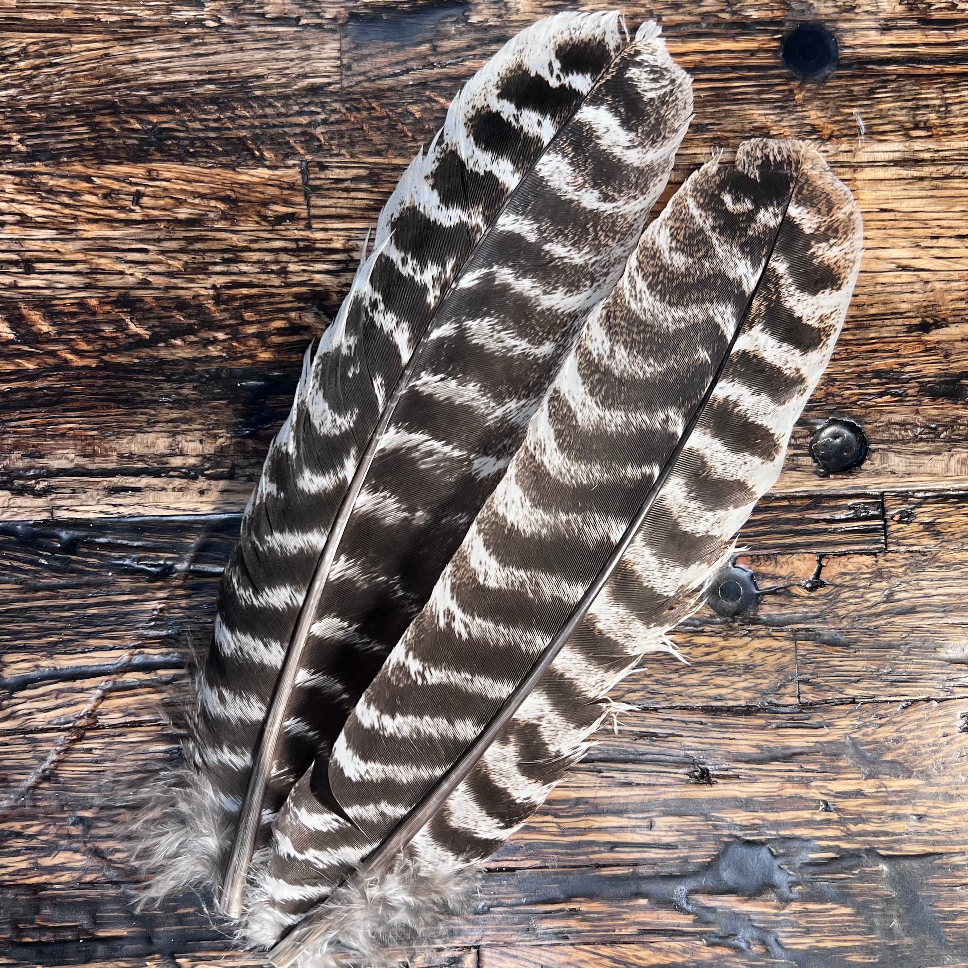 spent fly fishing natural turkey quills