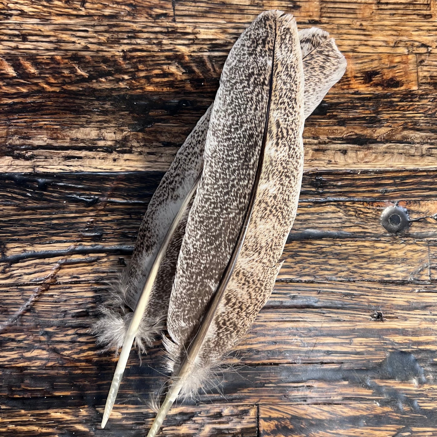 Spent Fly Fishing Mottled Ozark Oak Turkey Quills