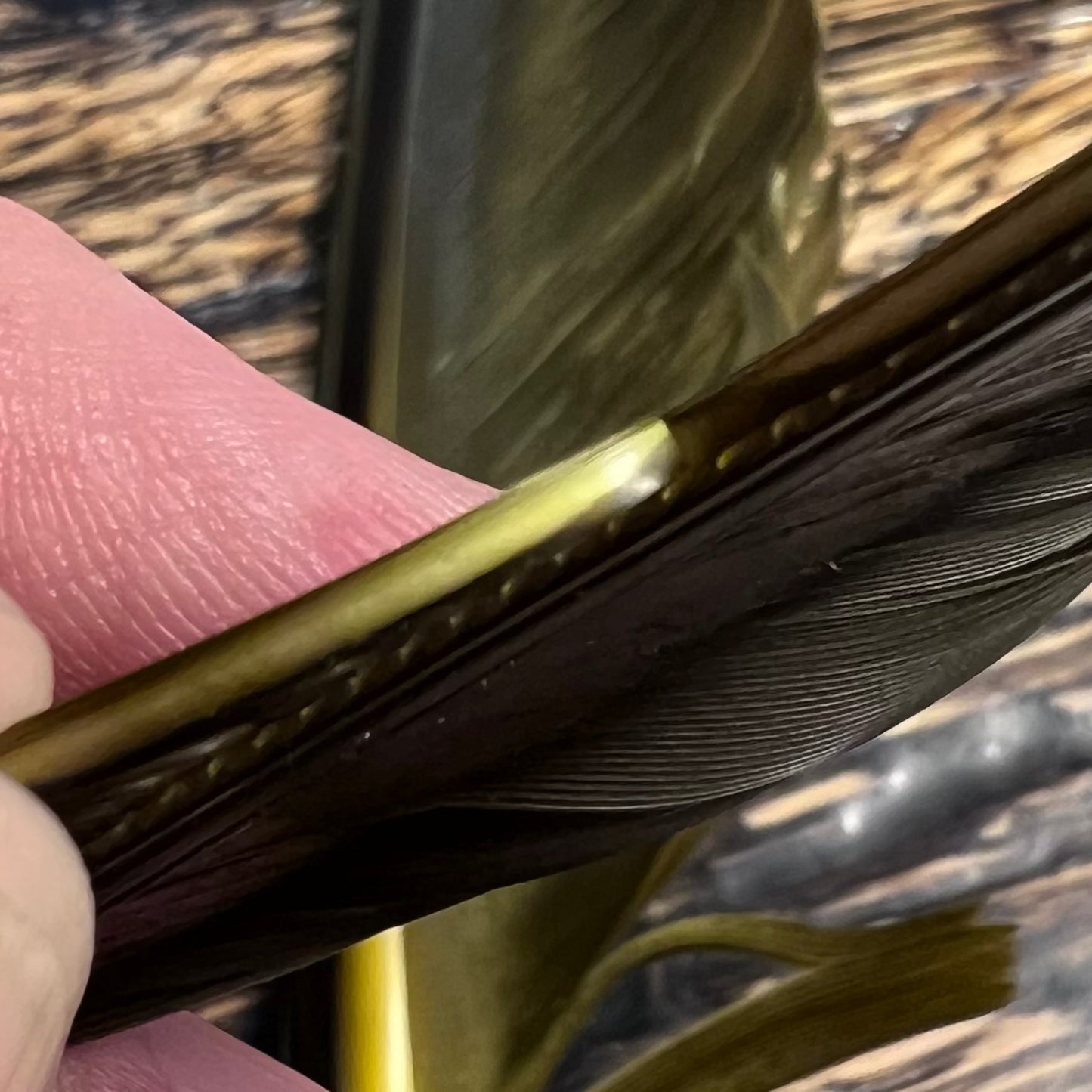 spent fly fishing canada goose biot