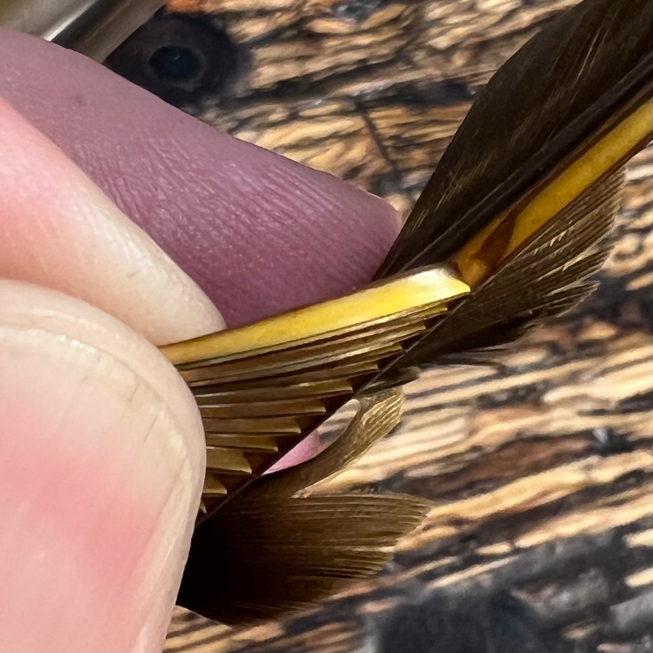 spent fly fishing canada goose biot