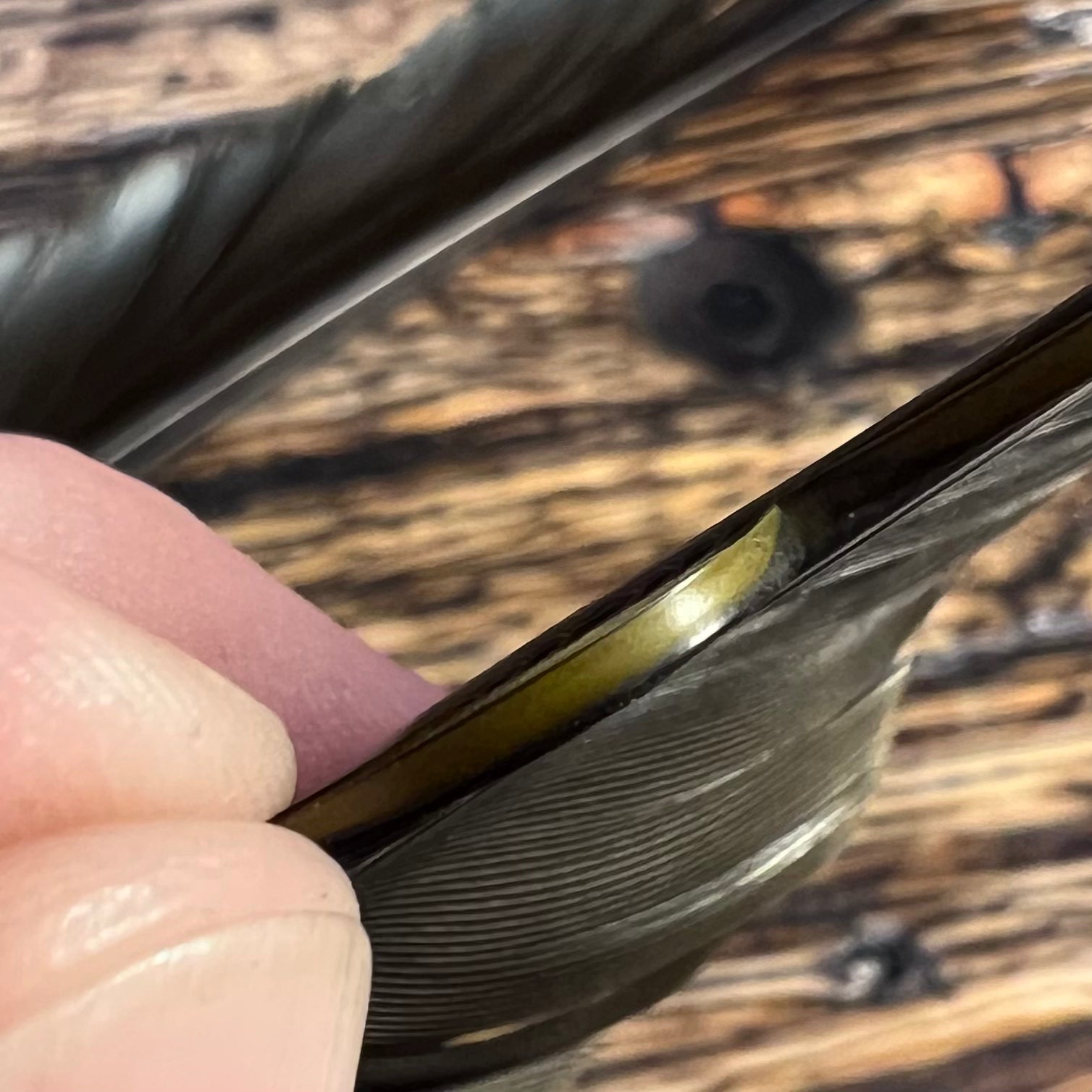 spent fly fishing canada goose biot