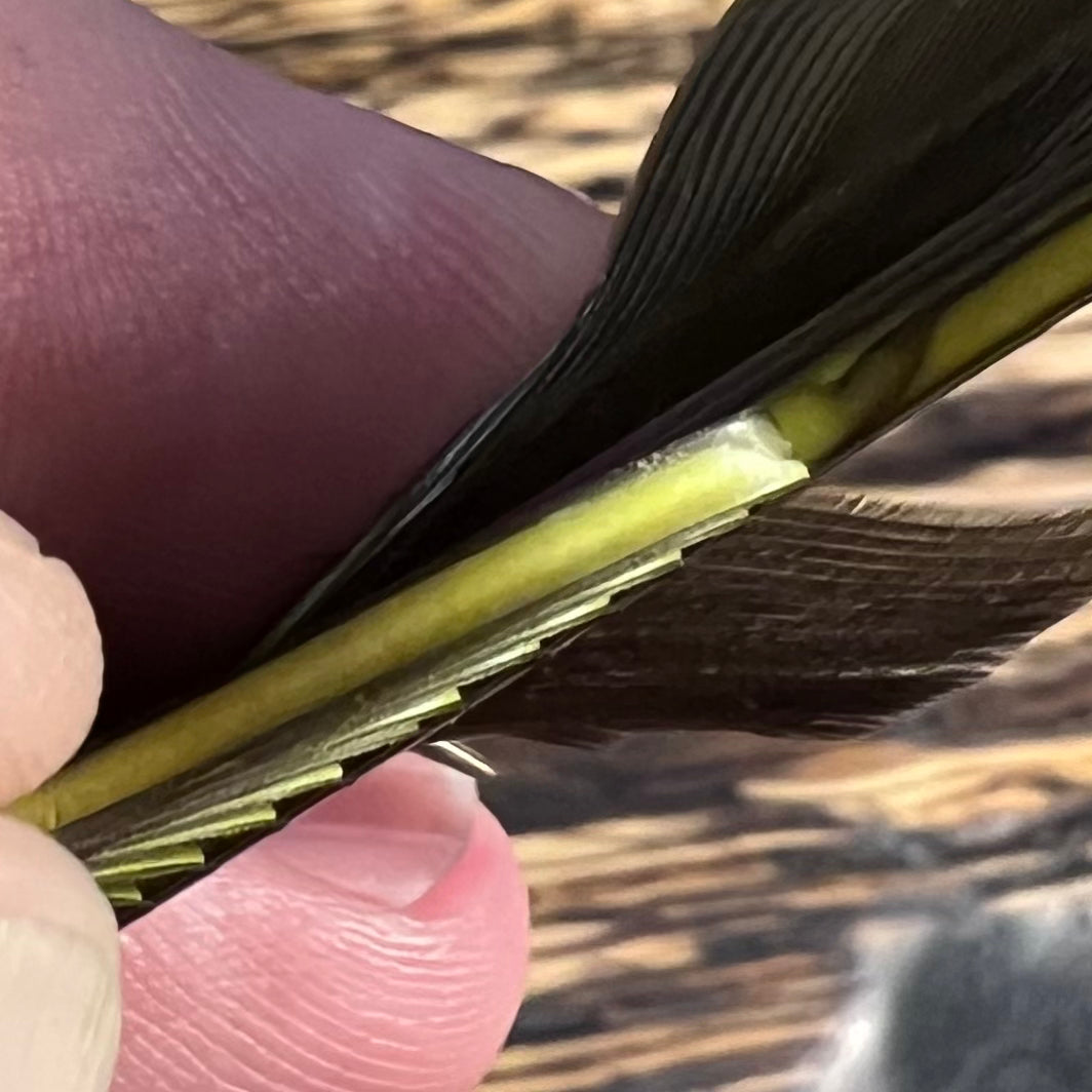 spent fly fishing canada goose biot