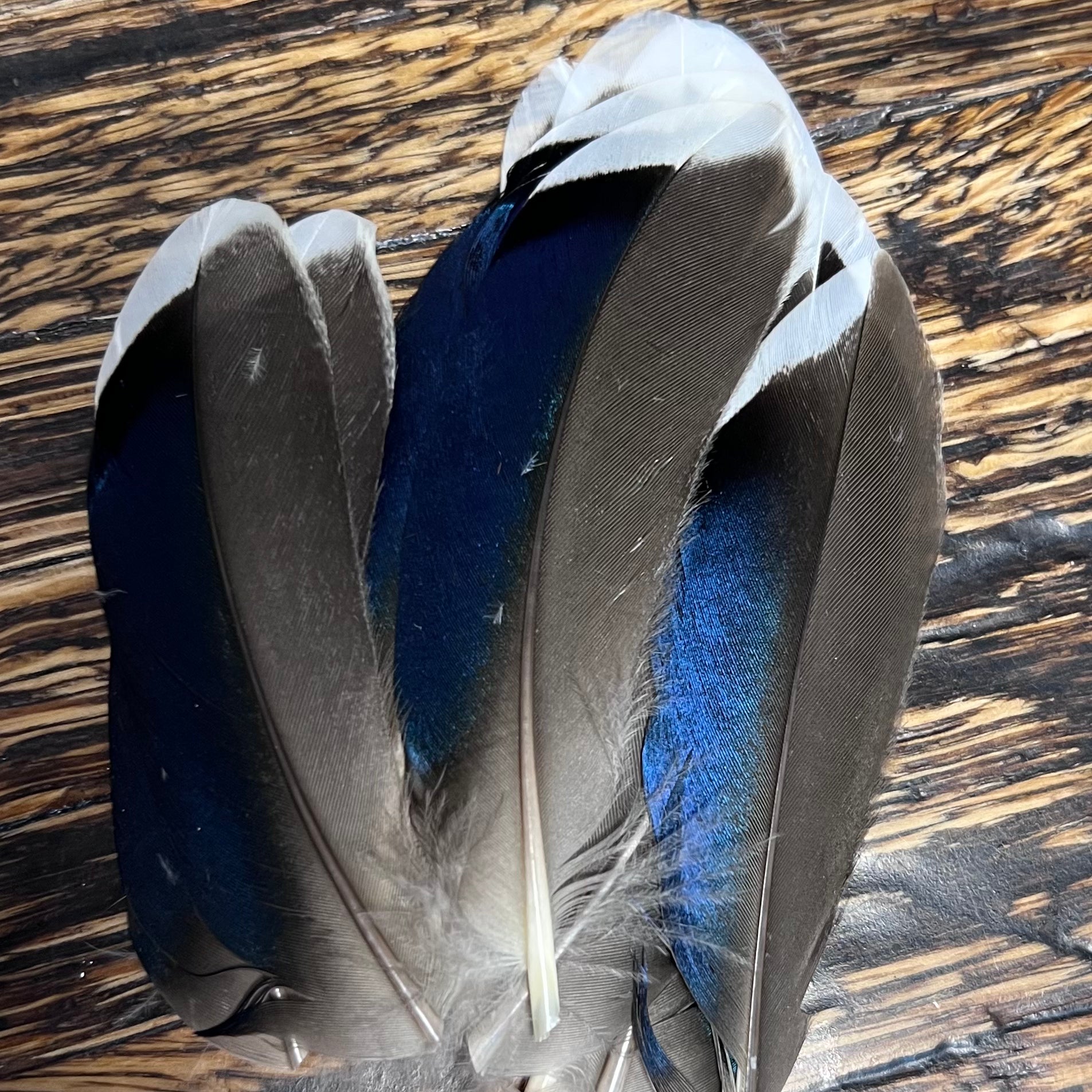 spent fly fishing mallard speculum quills