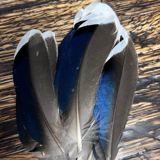 spent fly fishing mallard speculum quills