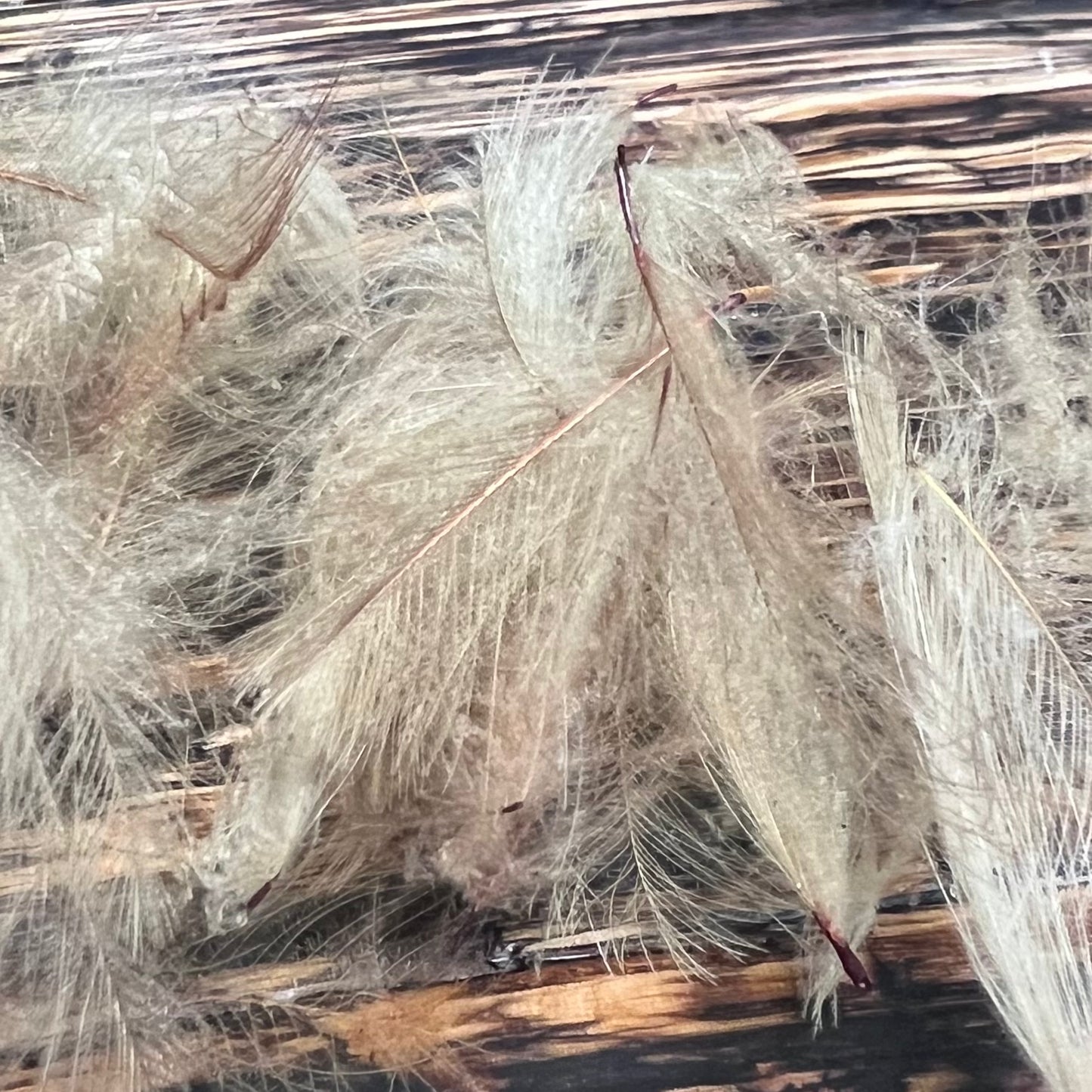 Spent Fly Fishing Duck CDC