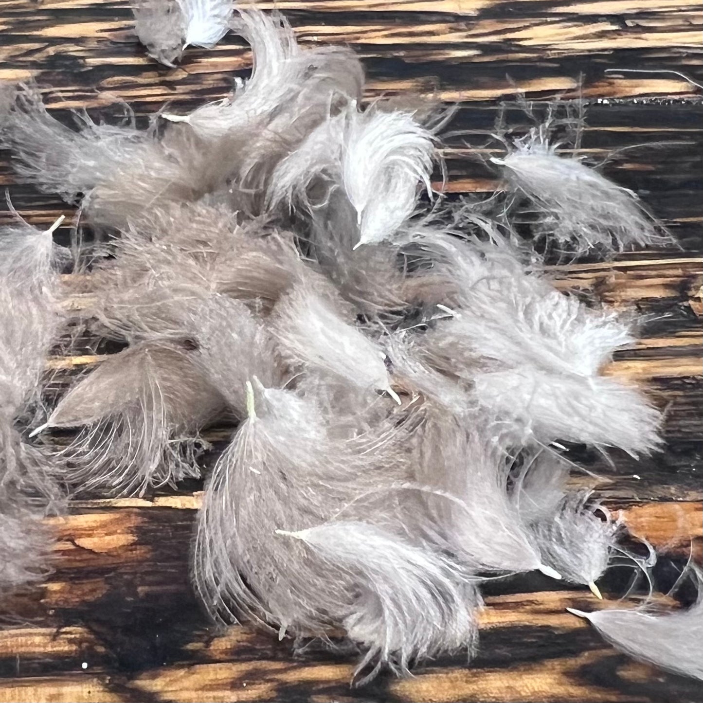 Spent Fly Fishing Duck CDC Puffs