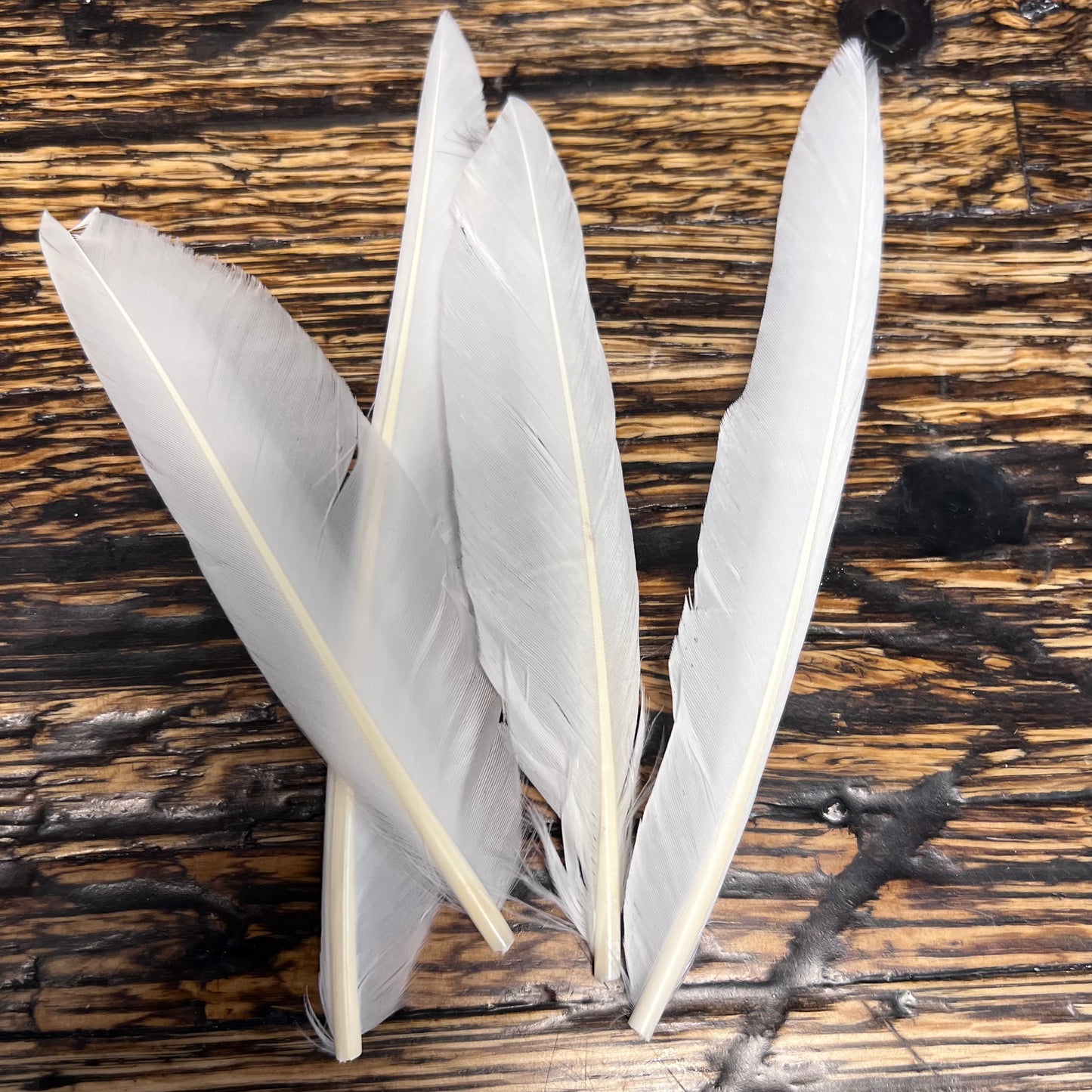 Spent Fly Fishing Duck Quills