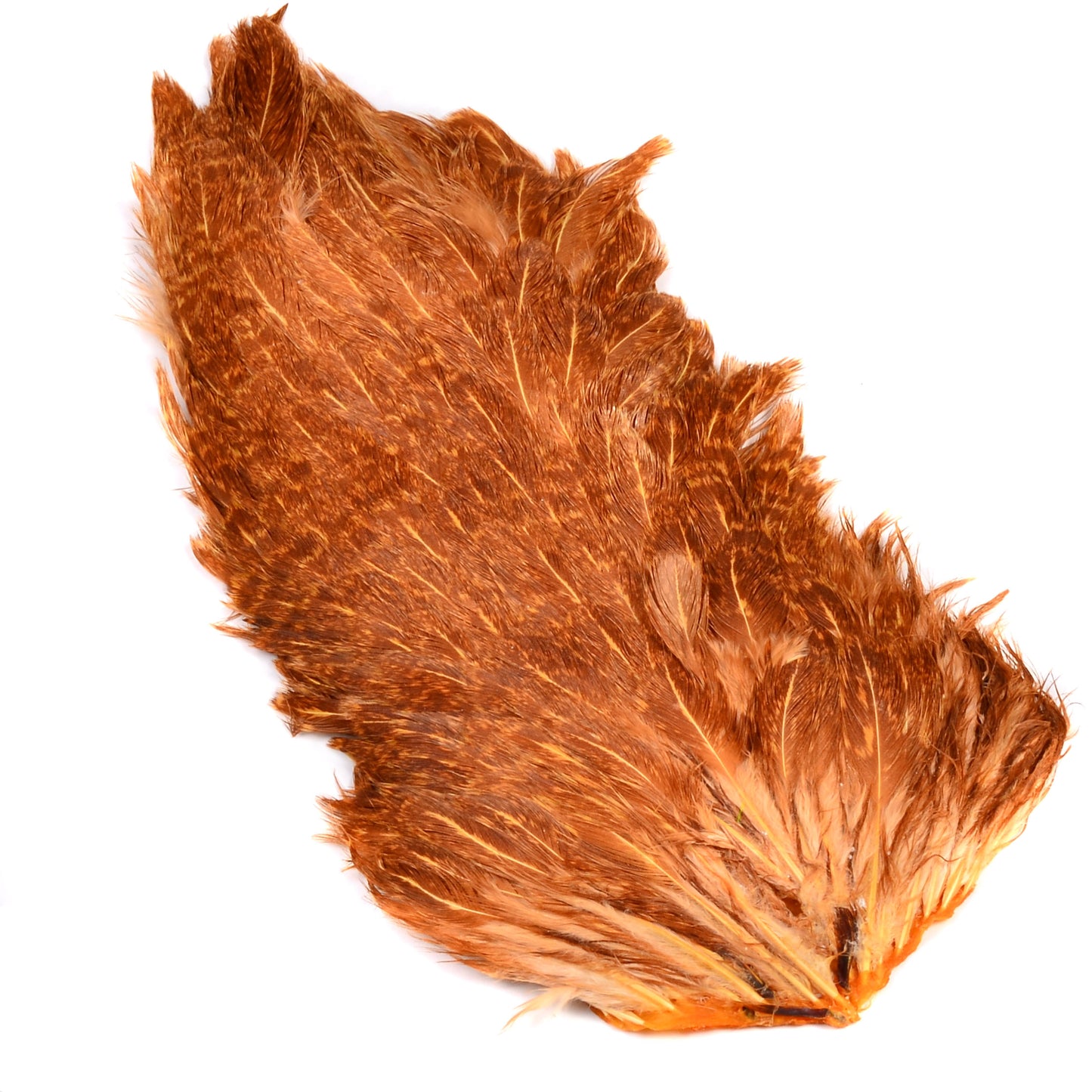 India Hen Back