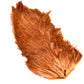 India Hen Back