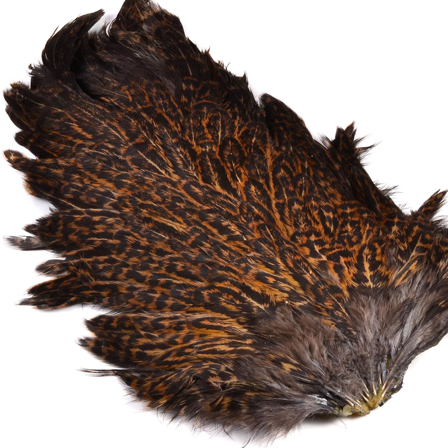India Hen Back