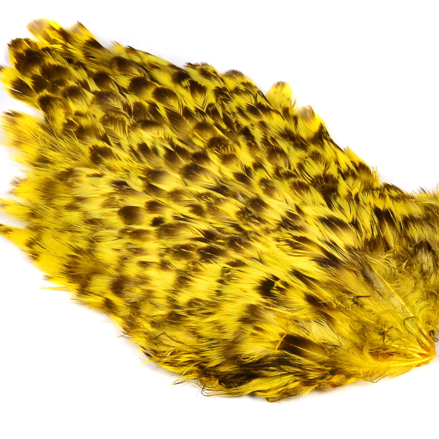 India Hen Back