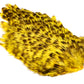 India Hen Back