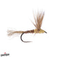 pt sparkle dun mathews