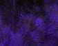 Strung 4-6 inch Grizzly Variant Saddle Hackle