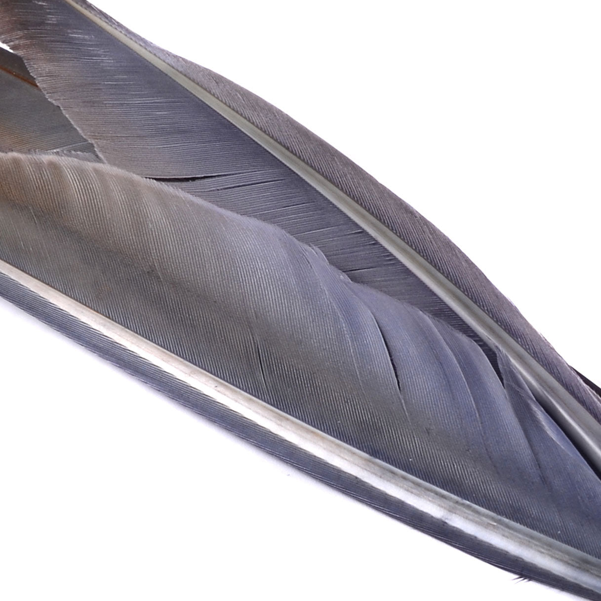 Spent Fly Fishing Duck Quills