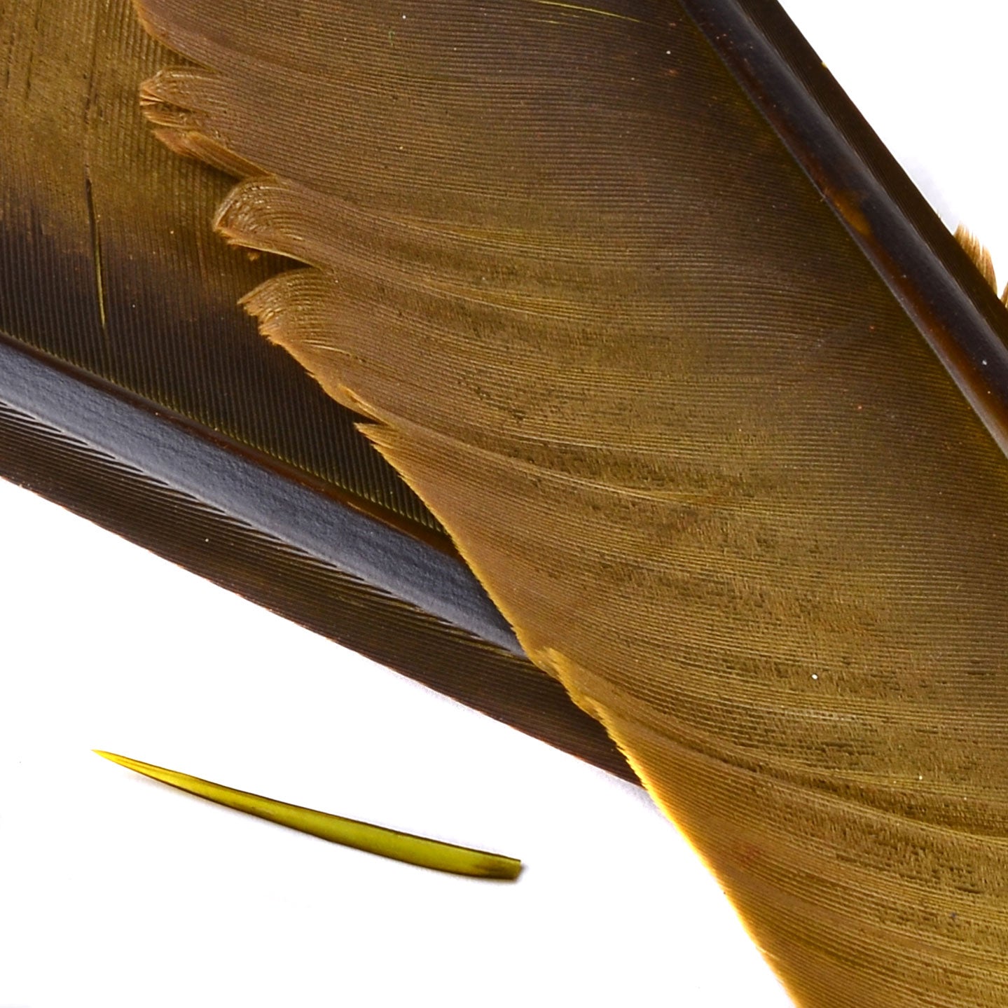 Spent Fly Fishing Canada Goose Biot