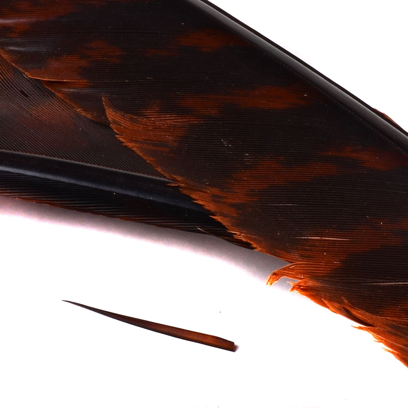 Spent Fly Fishing Barred Turkey Biot Quills