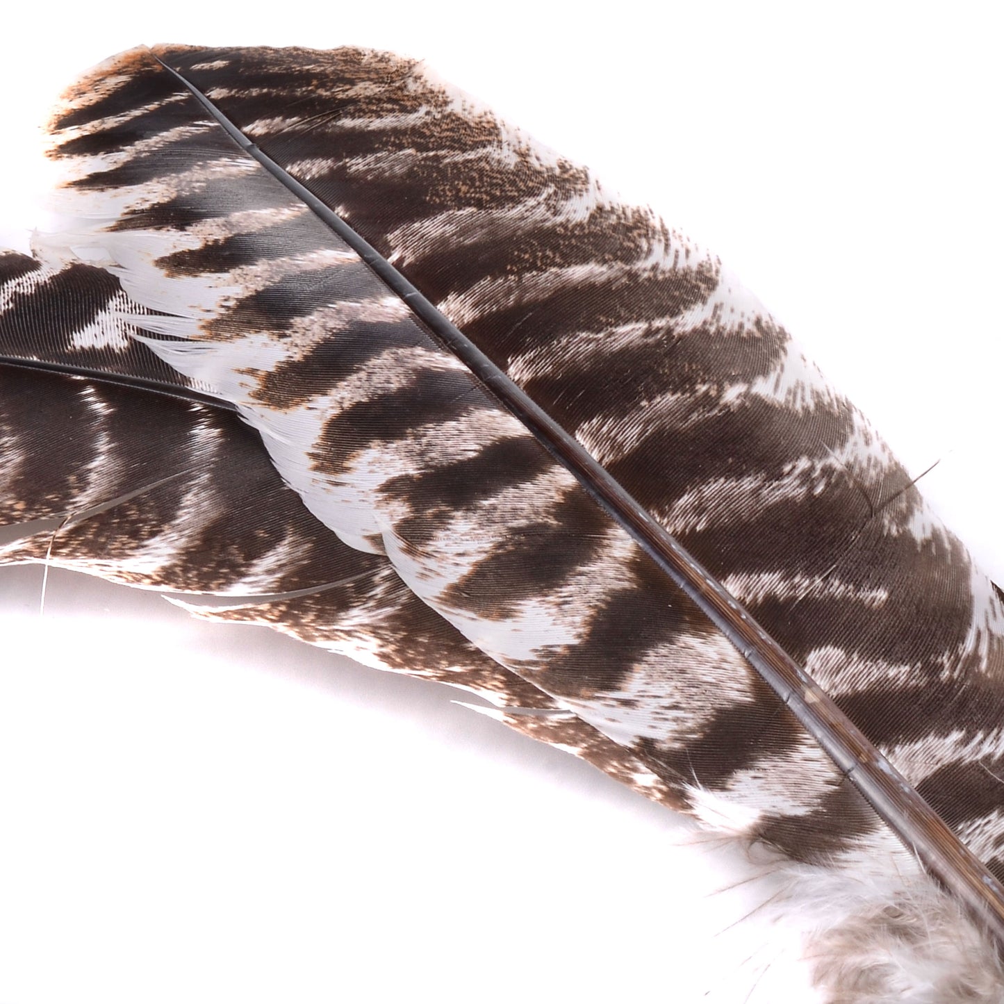 Spent Fly Fishing Natural Turkey Quills