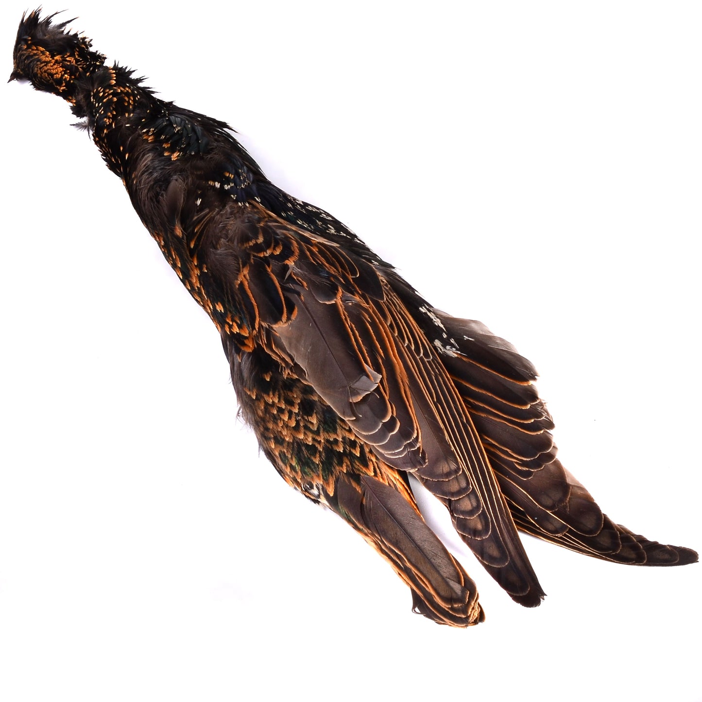 Starling Hide