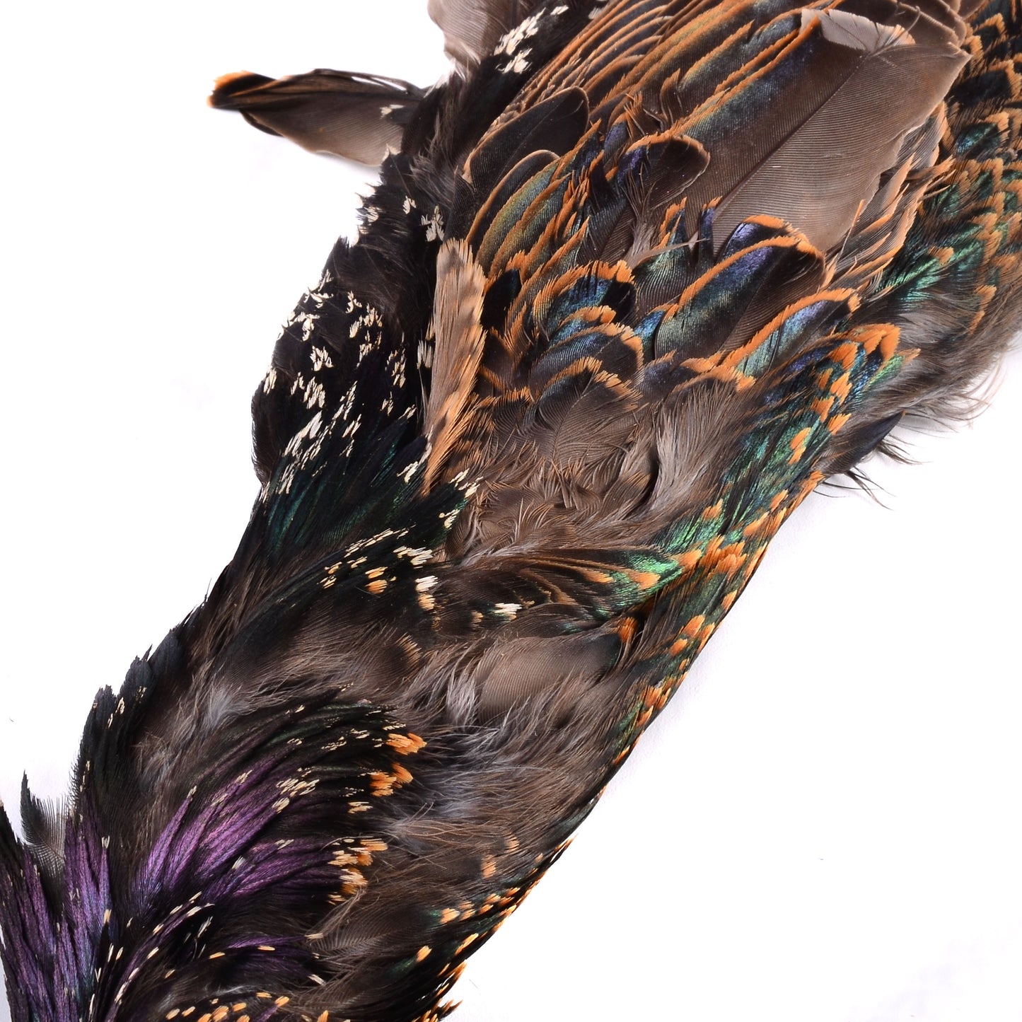 Starling Hide