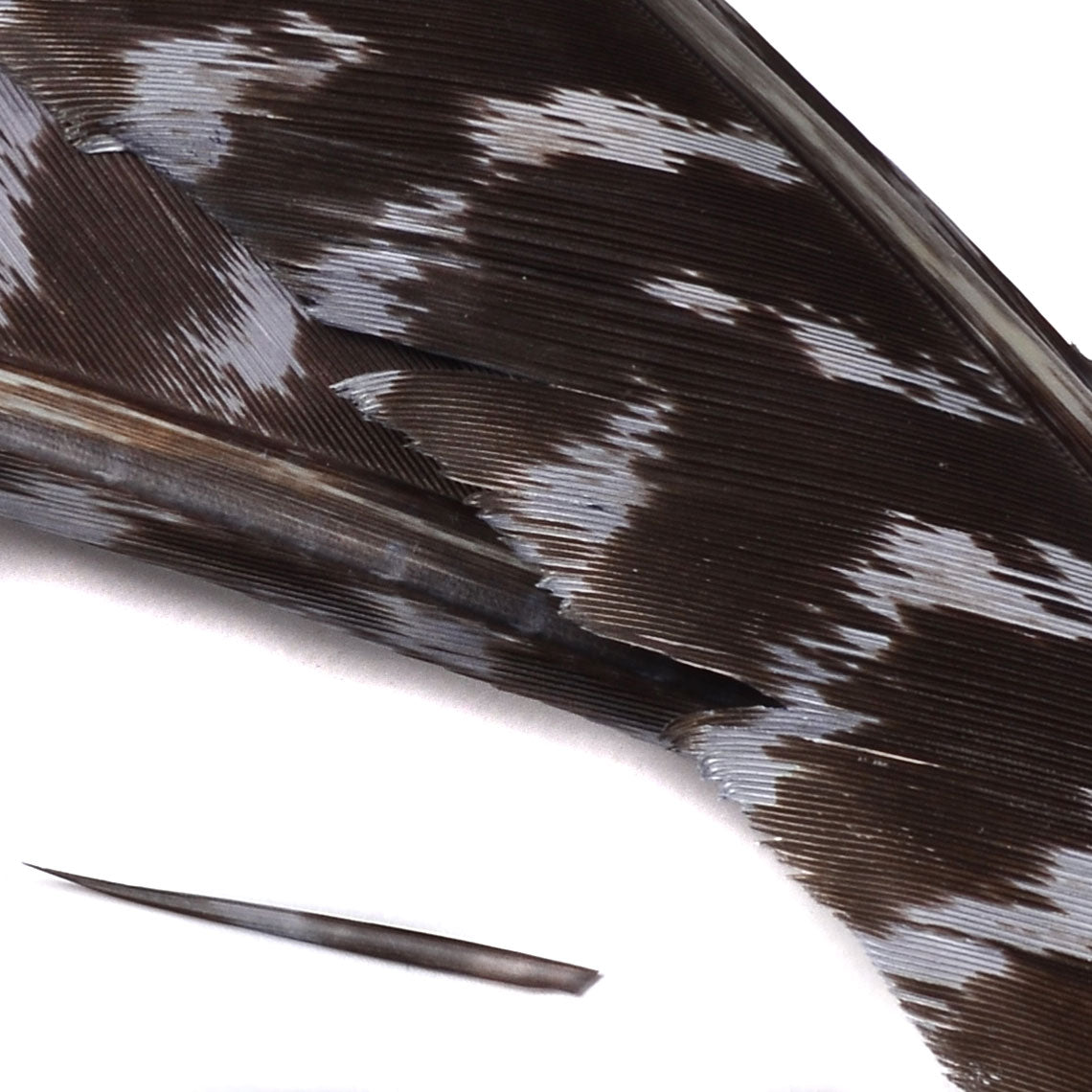Spent Fly Fishing Barred Turkey Biot Quills