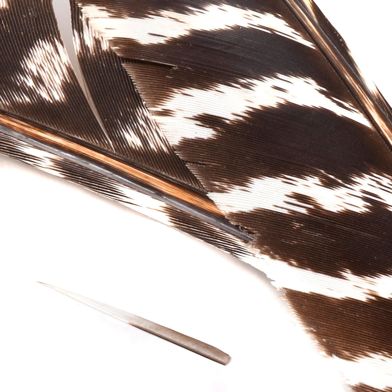 Spent Fly Fishing Barred Turkey Biot Quills