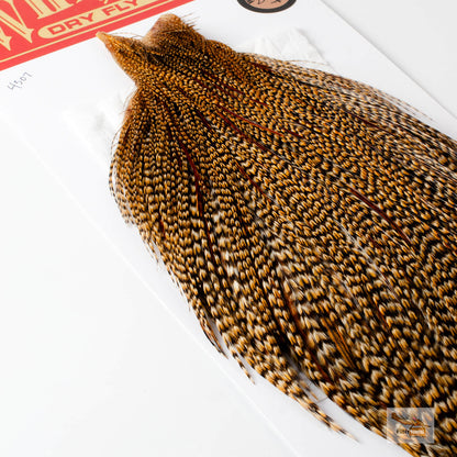 Whiting Bronze Grade Cape, Cree