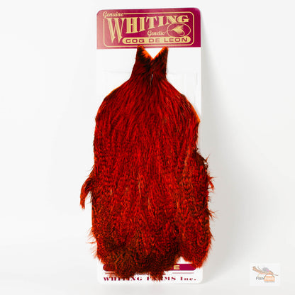 Whiting Coq de Leon (CDL) Hen Capes