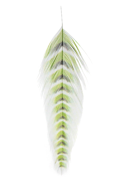 Galloup's Fish Feathers