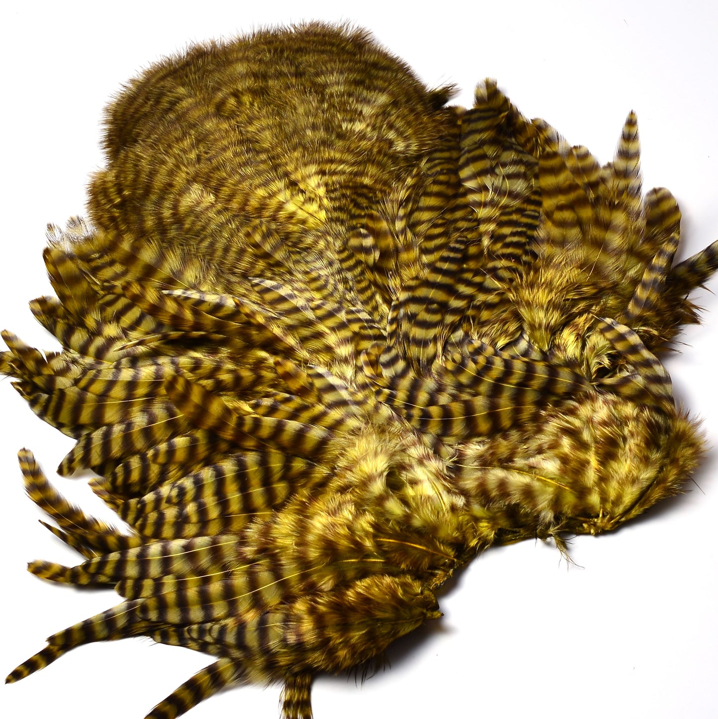 Whiting Rooster Soft Hackle with Chickabou