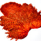 Whiting Rooster Soft Hackle with Chickabou