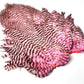 Whiting Rooster Soft Hackle with Chickabou
