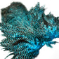 Whiting Rooster Soft Hackle with Chickabou