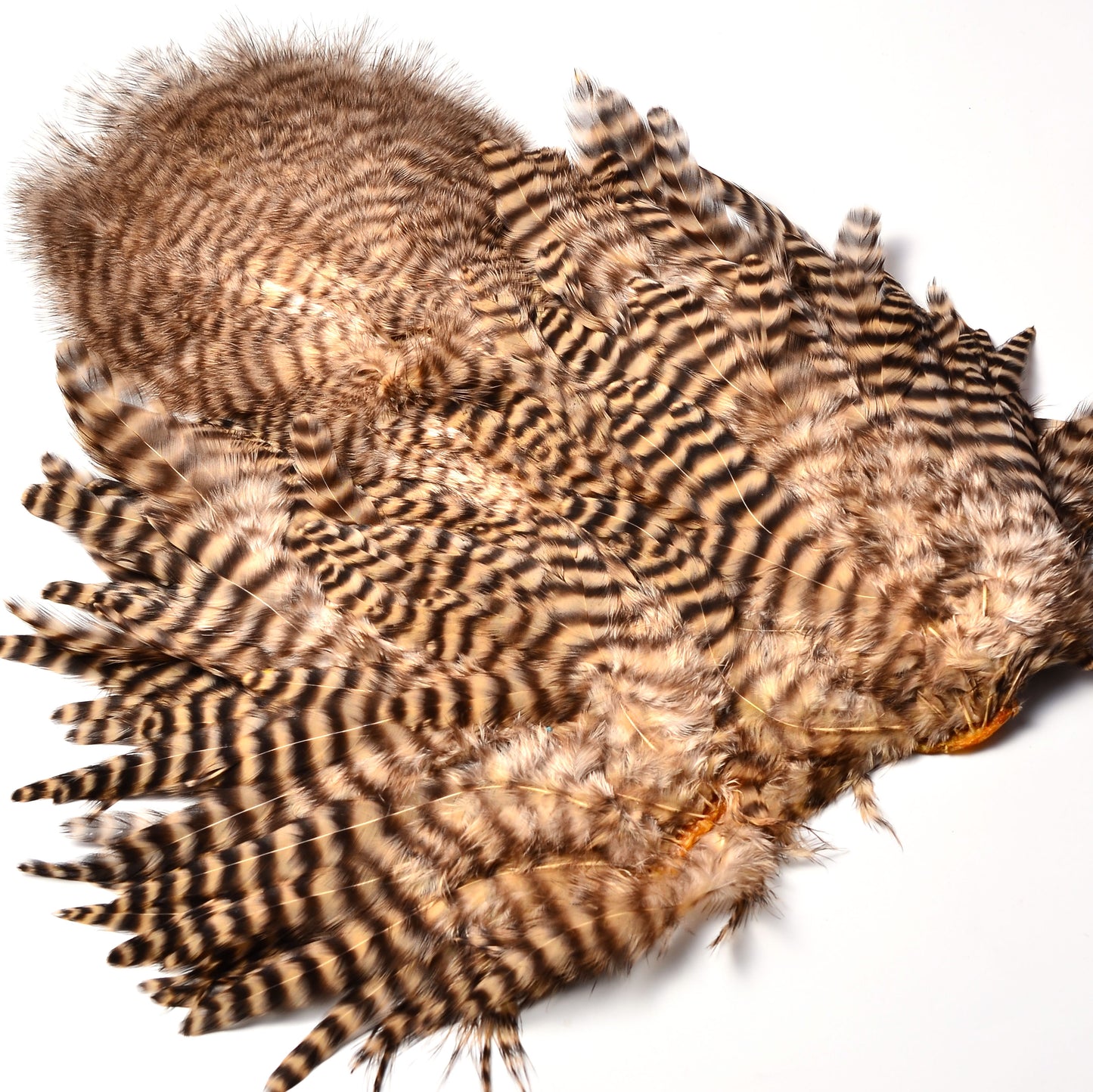 Whiting Rooster Soft Hackle with Chickabou