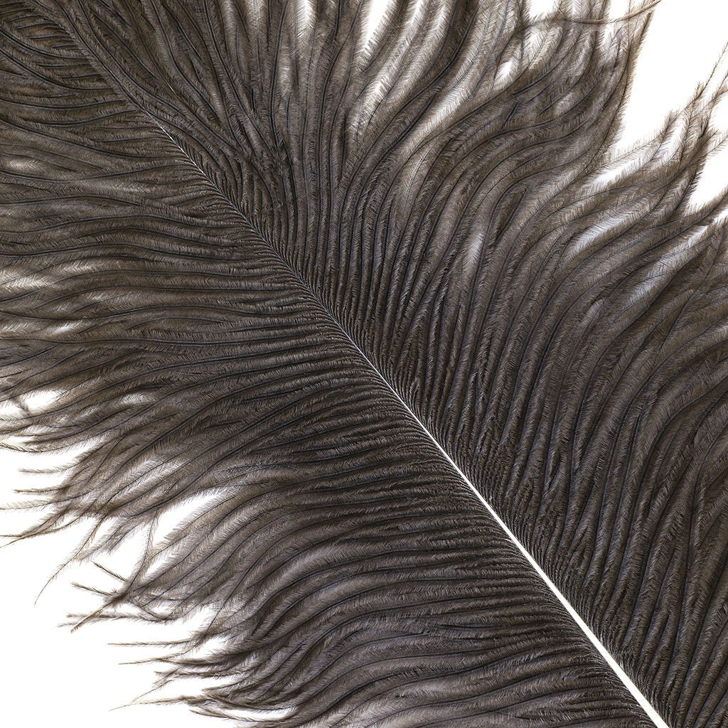 Marabou Brothers Ostrich Plumes