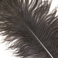 Marabou Brothers Ostrich Plumes