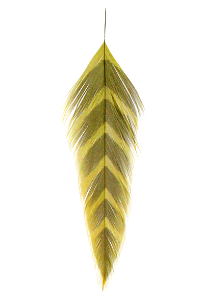 Galloup's Fish Feathers